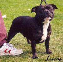 Rorty Ray Buldozer | Staffordshire Bull Terrier 