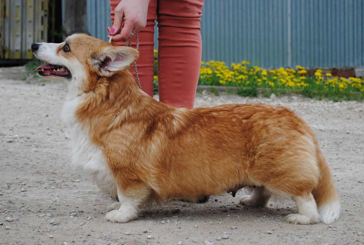 Djinna | Pembroke Welsh Corgi 