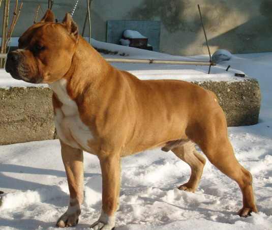 Ironmen's GODFATHER | American Staffordshire Terrier 
