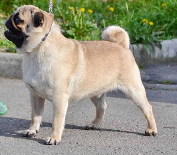 Lee Duma's | Pug 