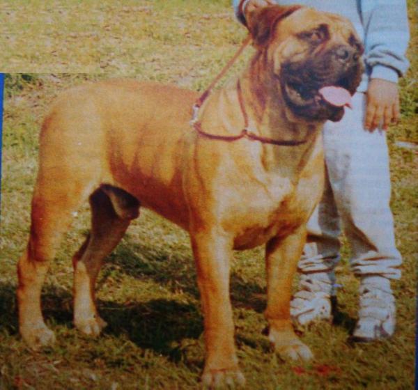 Arexx del Fortin de Guapos | Bullmastiff 