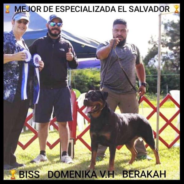 Domenika VON HAUSE BERAKAH | Rottweiler 