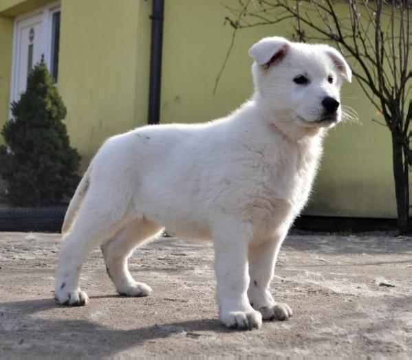 Istra Stella od Bijelih Andela | White Swiss Shepherd Dog 