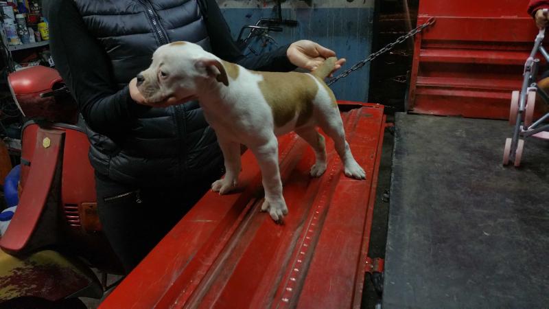 Jonica Bulldog's Ariel | American Bulldog 