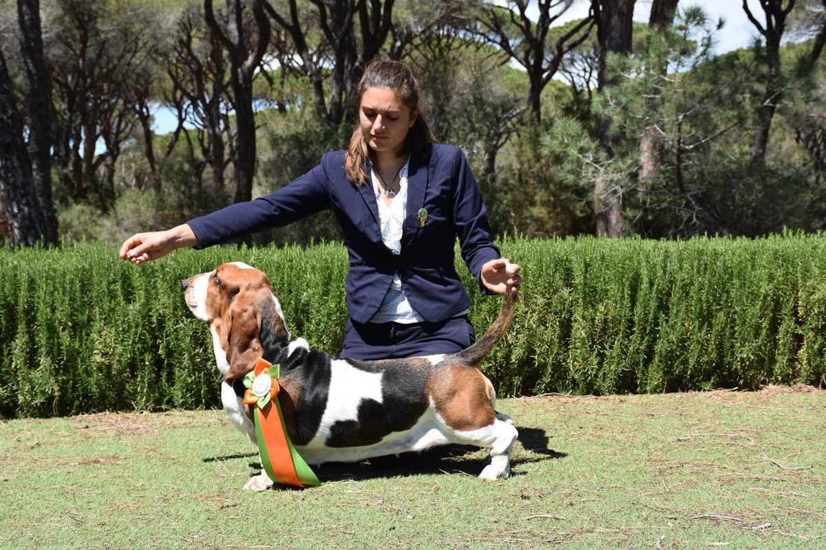 Valery van Grunsven | Basset Hound 