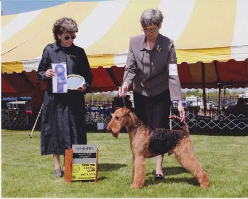 Traymar Terrydale HK Foreign Affair | Airedale Terrier 