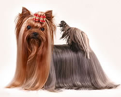 Sharmnatan'S Heily-Jane | Yorkshire Terrier 