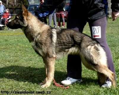 Sonador Latika Traho | German Shepherd Dog 