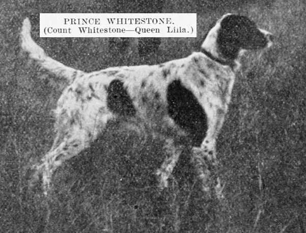 Prince Whitestone (Count Whitestone x Queen L?la) | English Setter 