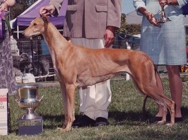 Sobers Dharia | Greyhound 