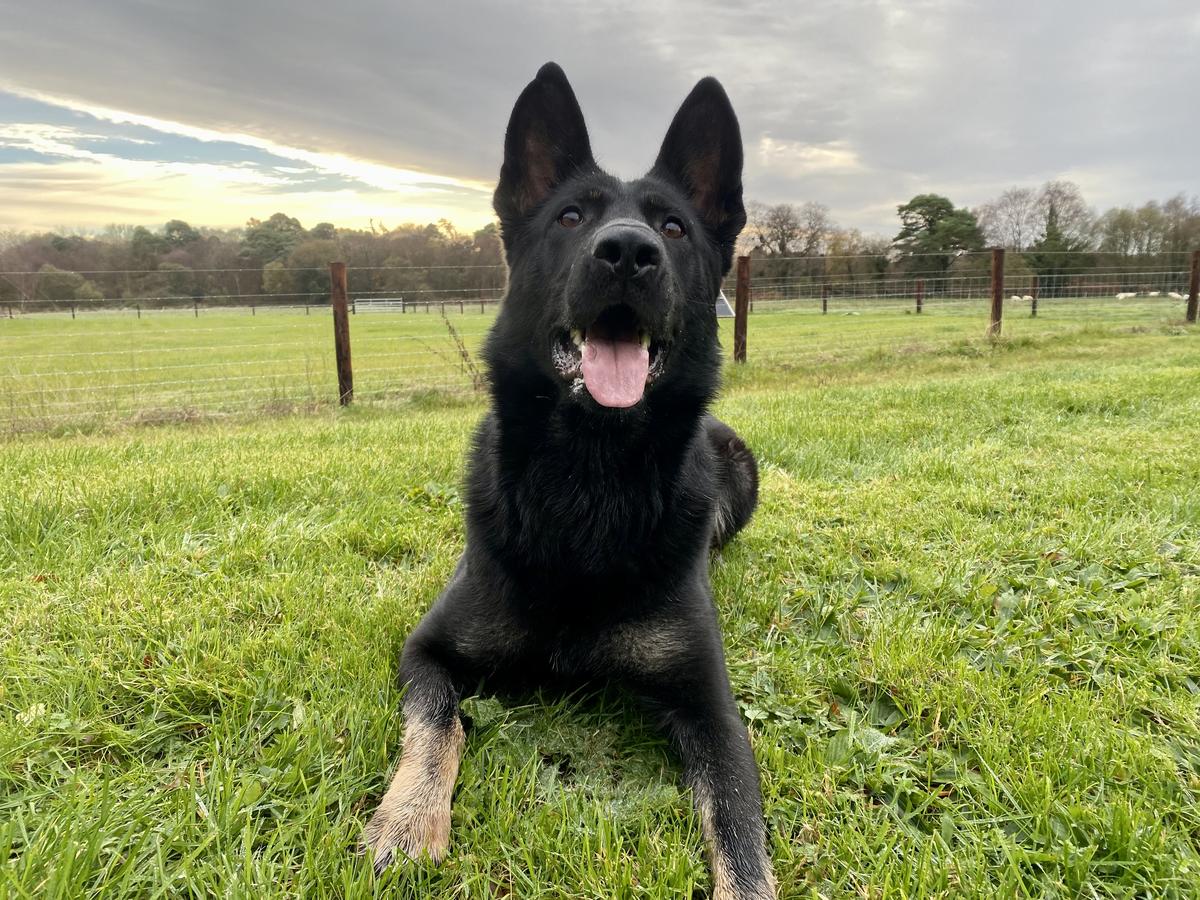 Graycen Vom Höllentor | German Shepherd Dog 