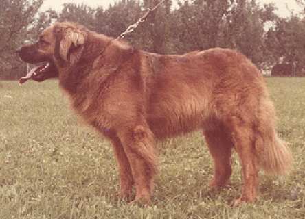 Arno v. Schloss Bronnen | Leonberger 