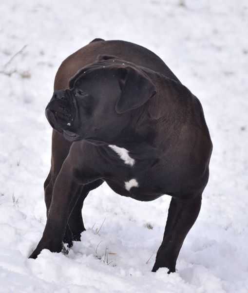 Pound4Pound's Black Nasty From BuffaloCreek | Olde English Bulldogge 