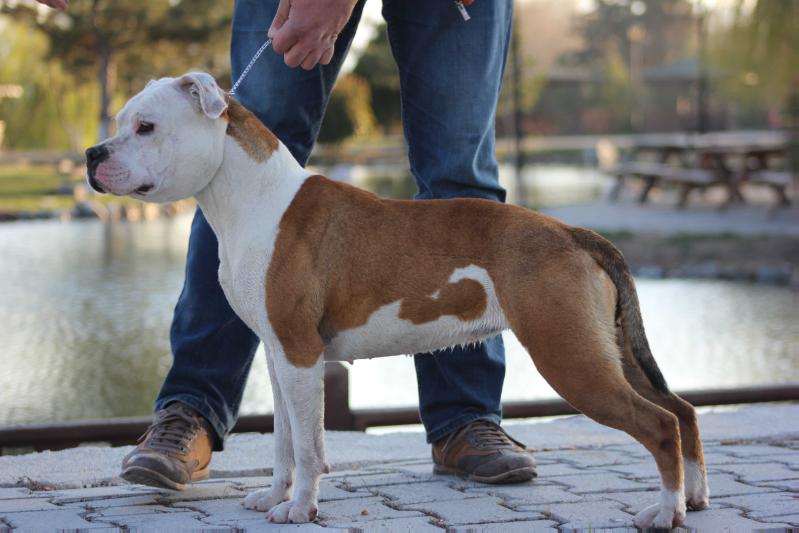 AMAZING GIRL(BARBY) | American Staffordshire Terrier 