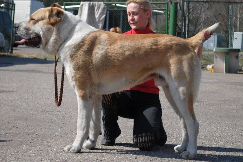 Bainakklemen | Central Asian Shepherd Dog 