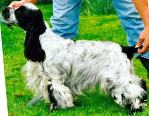 Terriles Tysilio | English Cocker Spaniel 