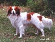 Collin | Kooikerhondje 