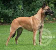 Donna van Guard | Dutch Shepherd 