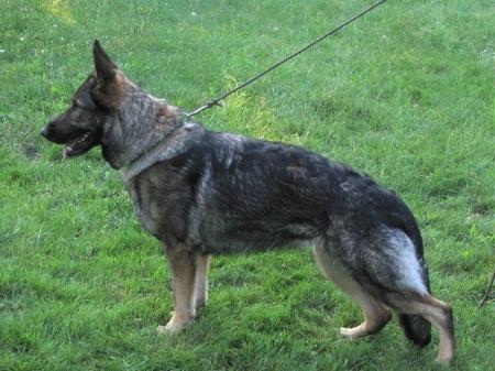 Betty von Buschido | German Shepherd Dog 
