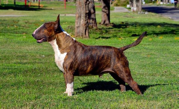 Rockwell Anthony Aurelious El Tigre | Bull Terrier 