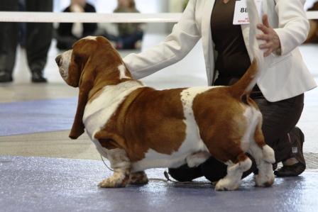 good night du haras de la vergne | Basset Hound 