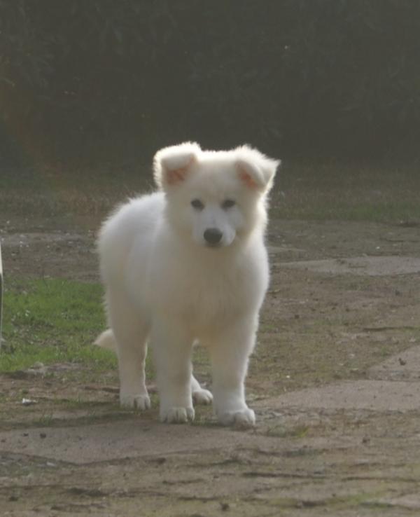 Swiss Edition Lord of Shadow | White Swiss Shepherd Dog 