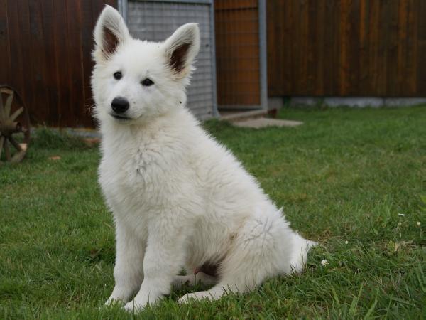 Devil Diavolocane | White Swiss Shepherd Dog 