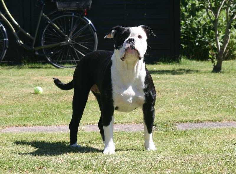 Angeleyes' Alison | Olde English Bulldogge 