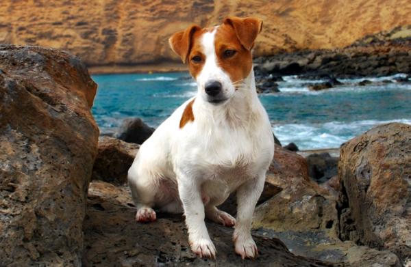 DANILA JACK FOREVER YELLOW | Jack Russell Terrier 