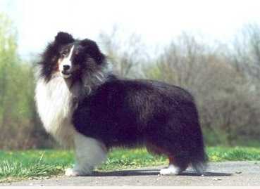 Bach Bill Riley | Shetland Sheepdog 