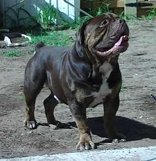 HELL RAZZOR'S CRONUS | Olde English Bulldogge 