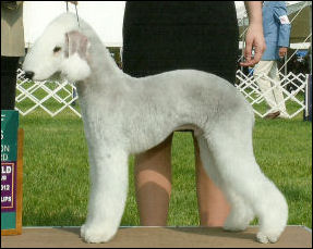 LAMZ Greatest Show on Earth | Bedlington Terrier 