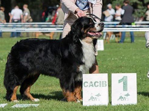 CANNON Wzgórze Agisa | Bernese Mountain Dog 