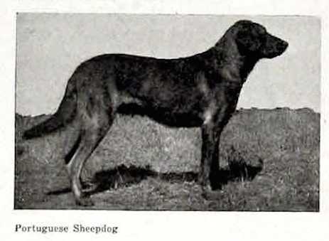 (Portuguese Sheepdog) | Portuguese sheepdog 