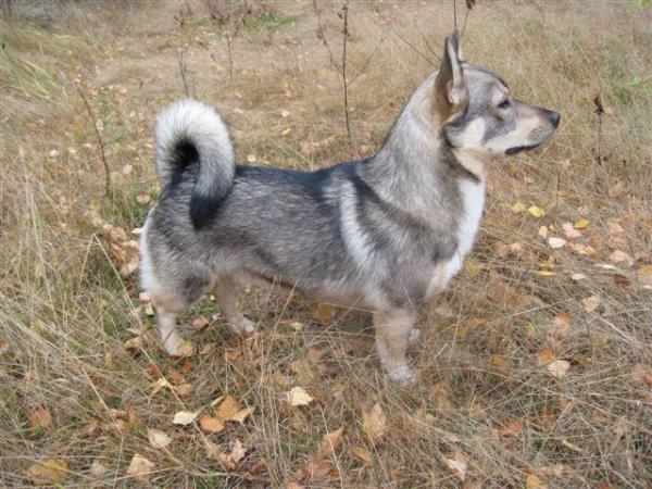 FENNICAN Sylvester | Swedish Vallhund 