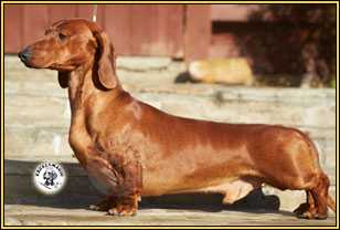 Excellmagic Proud Person | Dachshund 