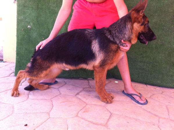 Axel De Daskental | German Shepherd Dog 