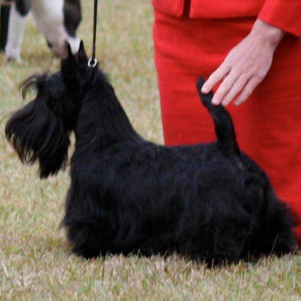 Macprain Magic of Mary Poppins | Scottish Terrier 