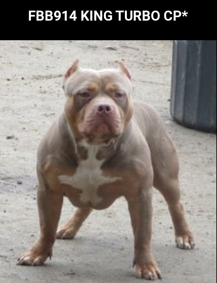 FBB914 KING TURBO | American Pit Bull Terrier 