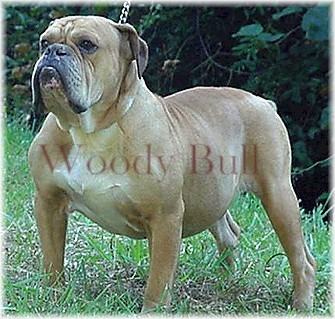 Gallant Farms' Rusty | Olde English Bulldogge 