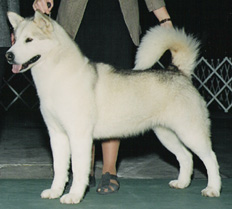 Sno Shire's Sleddin Single Lead | Alaskan Malamute 