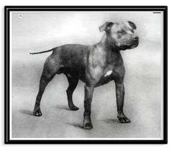 Bomber of Roundcroft | Staffordshire Bull Terrier 