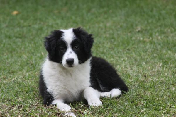 Baloo von rosaburg | Border Collie 