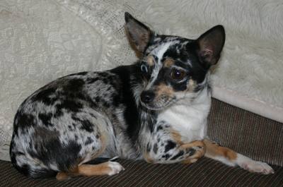 Varners Toucha Blue Merle Lace | Chihuahua 