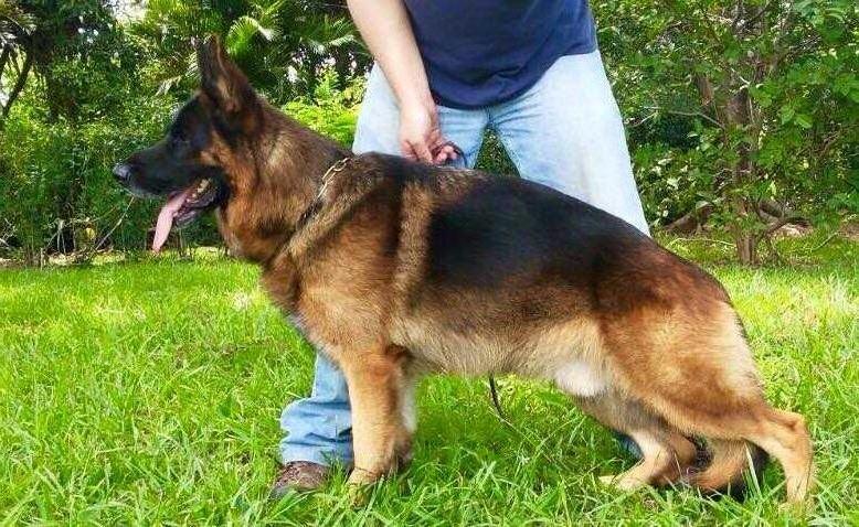 Darko Von Kirchenhaus | German Shepherd Dog 