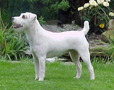 Jagen Gabriella Girl at Jappatin | Parson Russell Terrier 