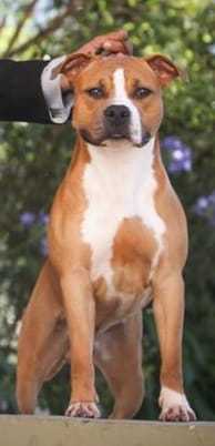 TAMARINDO PURA VIDA DE LA GRAN STRANIERA | American Staffordshire Terrier 