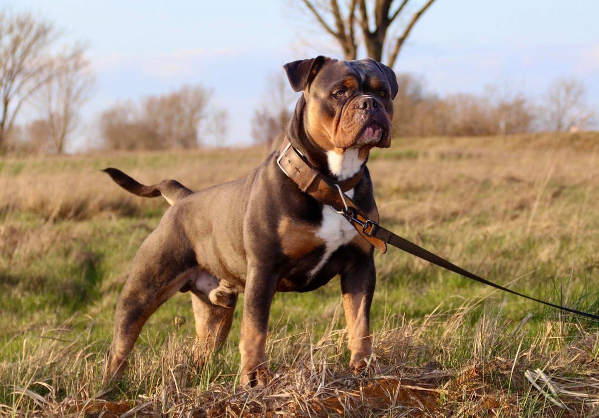 Steel Hammer Bull Dog's Iceman | Olde English Bulldogge 