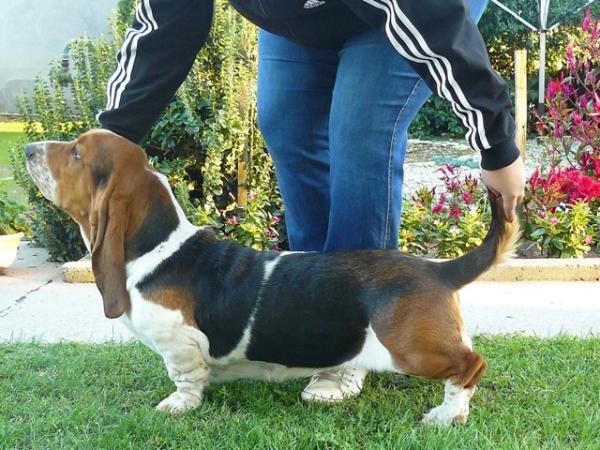 Forever Long Ears California | Basset Hound 