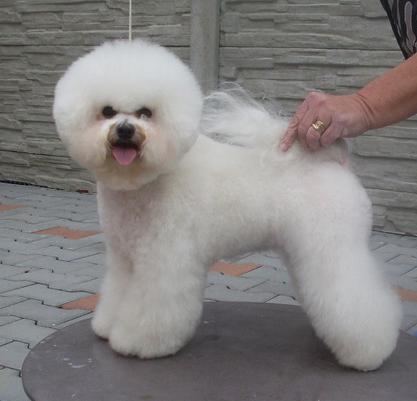 Cassiopeia Bright Star | Bichon Frise 